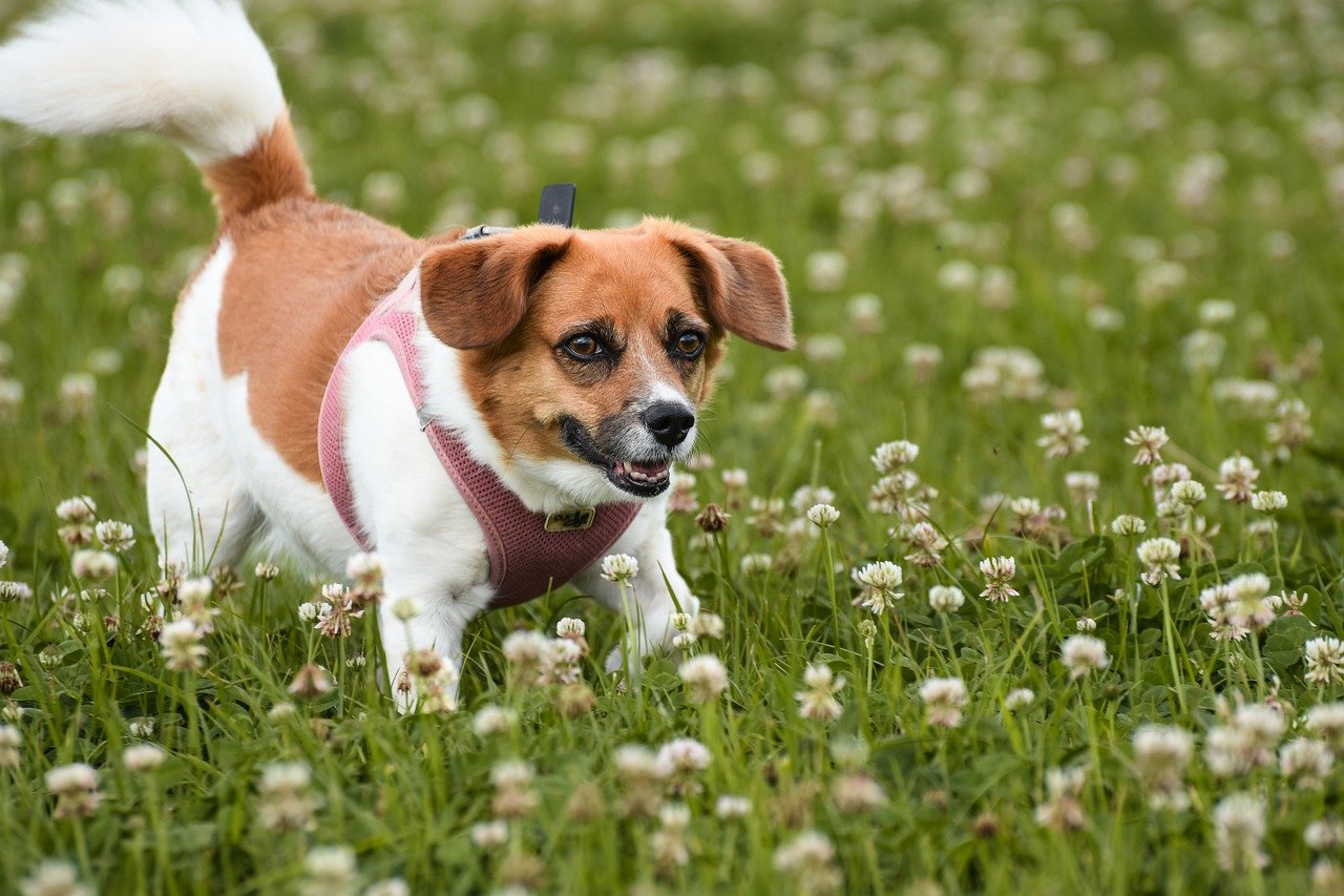 dog, beagle, papillon beagle-7313268.jpg